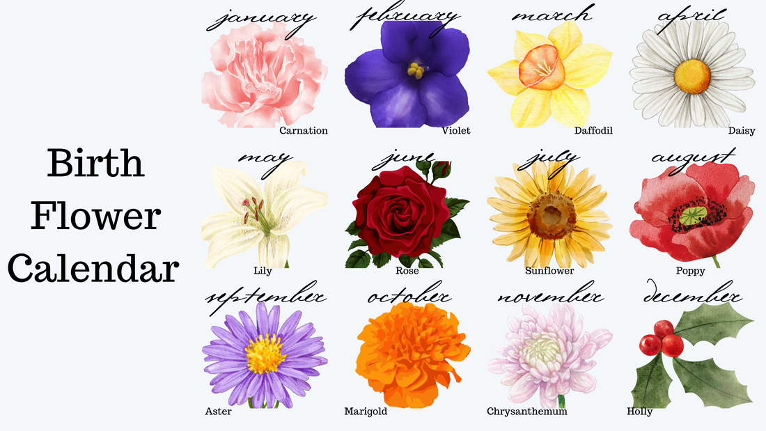 Birth Month Flower Calendar, January Carnation, February Violet, March Daffodil, April Daisy, May Lily, June Rose, July Sunflower, August Poppy, September Aster, October Marigold, November Chrysanthemum, December Holly